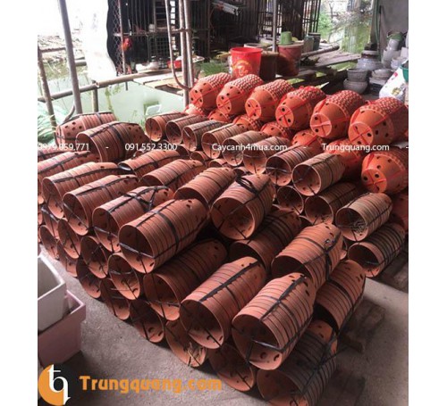 Chậu đất nung trồng cây leo rủ