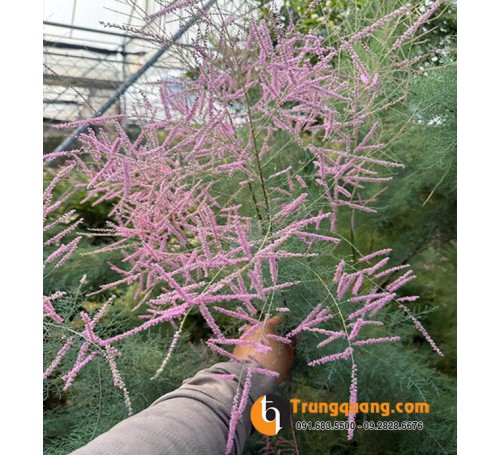 Cây Tùng Hồng Bonsai Sân Vườn: Kỹ Thuật Giữ Phom và Nuôi Đọt Hồng Rực Sắc