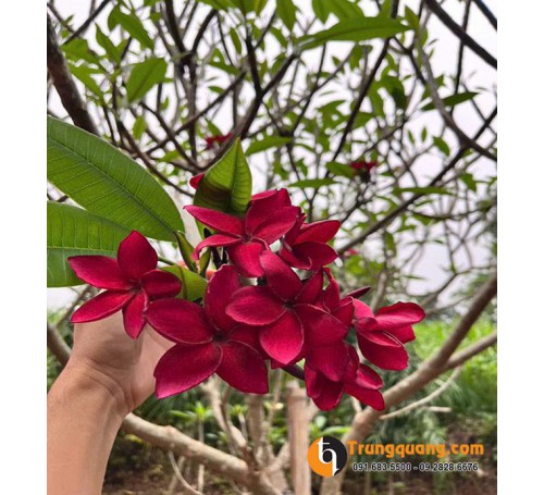 Cây Hoa Đại Đỏ: Đẳng Cấp Cảnh Quan Biệt Thự