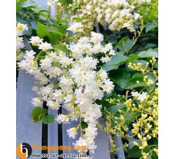 Cây Đinh Hương Nhật Hoa Trắng - Hoa Nở Thành Chùm, Trang Trí Sân Vườn