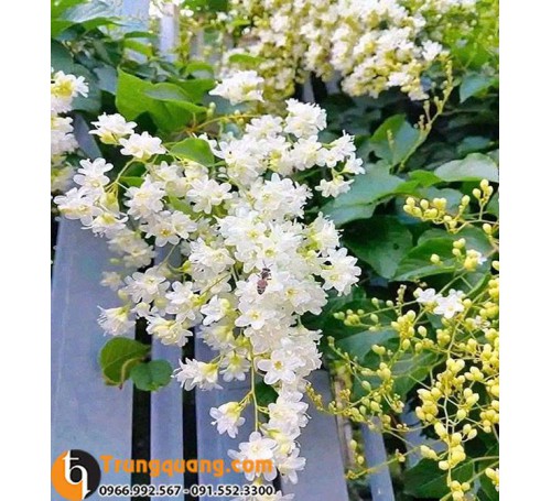 Cây Đinh Hương Nhật Hoa Trắng - Hoa Nở Thành Chùm, Trang Trí Sân Vườn