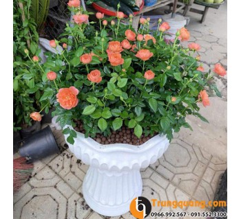 Cây Hồng Tỷ Muội - Hoa Hồng Mini Nhiều Màu, Trang Trí Ban Công