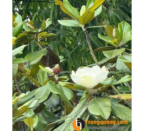 Cây Sen Đất - Bạch Liên Hoa Sân Vườn: Hương Thơm Vương Giả