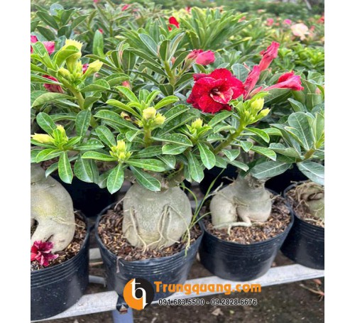 Cây Sứ Thái Mini Để Bàn: Nghệ Thuật Đôn Củ Bonsai Unique, Kỹ Thuật Ghép Hoa Đổi Màu