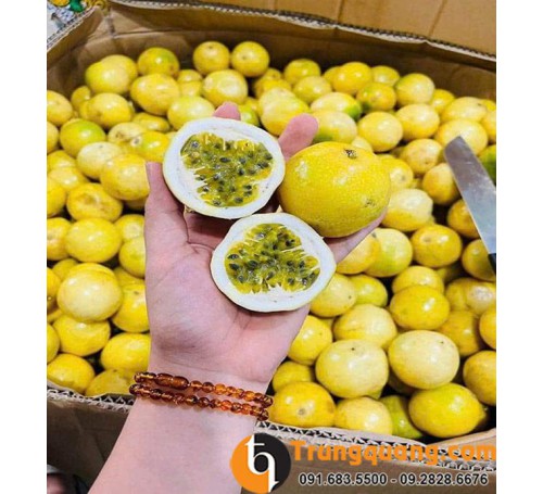 Cây Chanh Leo Vàng Ngọt Sân Vườn: Hương Vị Ngọt Thanh Đẳng Cấp, Phủ Giàn Che Mát & Mẹo Chăm Cho Cây Sai Trĩu Quả
