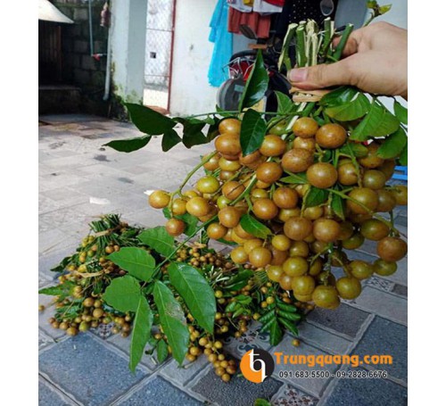 Cây Quất Hồng Bì - Giống Cây Ăn Trái Dân Dã Với Vị Chua Ngọt Đặc Trưng Miền Bắc