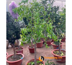 Cây Táo Hồng - Giống Táo Trái To Vỏ Hồng Đẹp Mắt, Vị Ngọt Giòn Hấp Dẫn